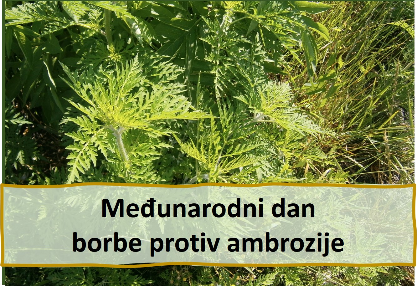 Ambrozija naslovna